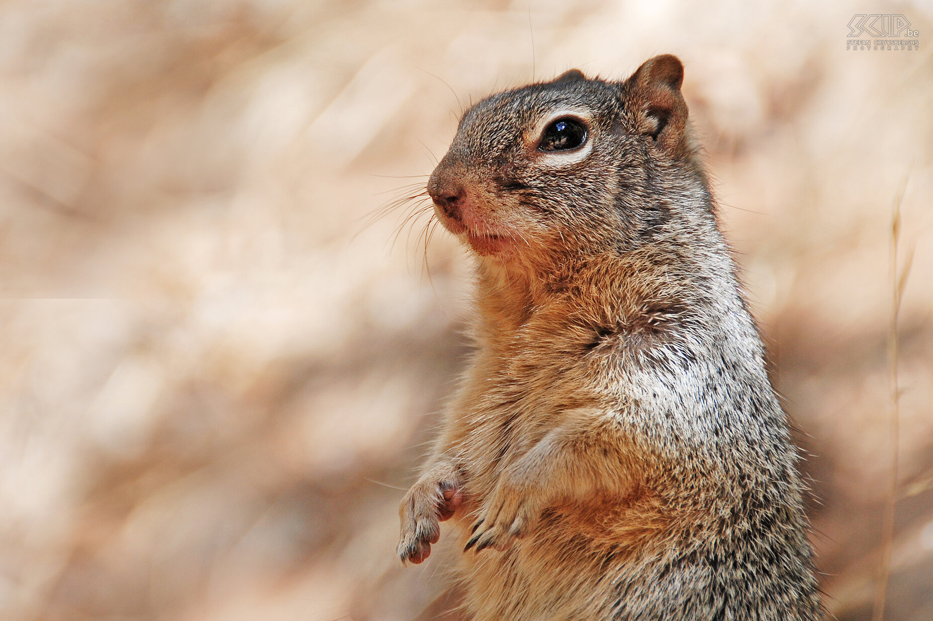 Zion - Narrows - Rock squirrel In Zion you can easily spot different sorts of squirrels. This rock squirrel (Spermophilus variegatus) poses in front of my lens. Stefan Cruysberghs